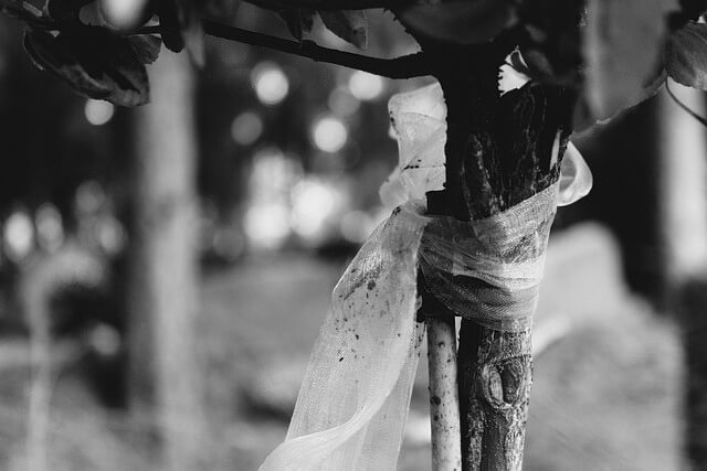 Trauerredner Wien | Trauerschleife an einem Baum im Friedwald