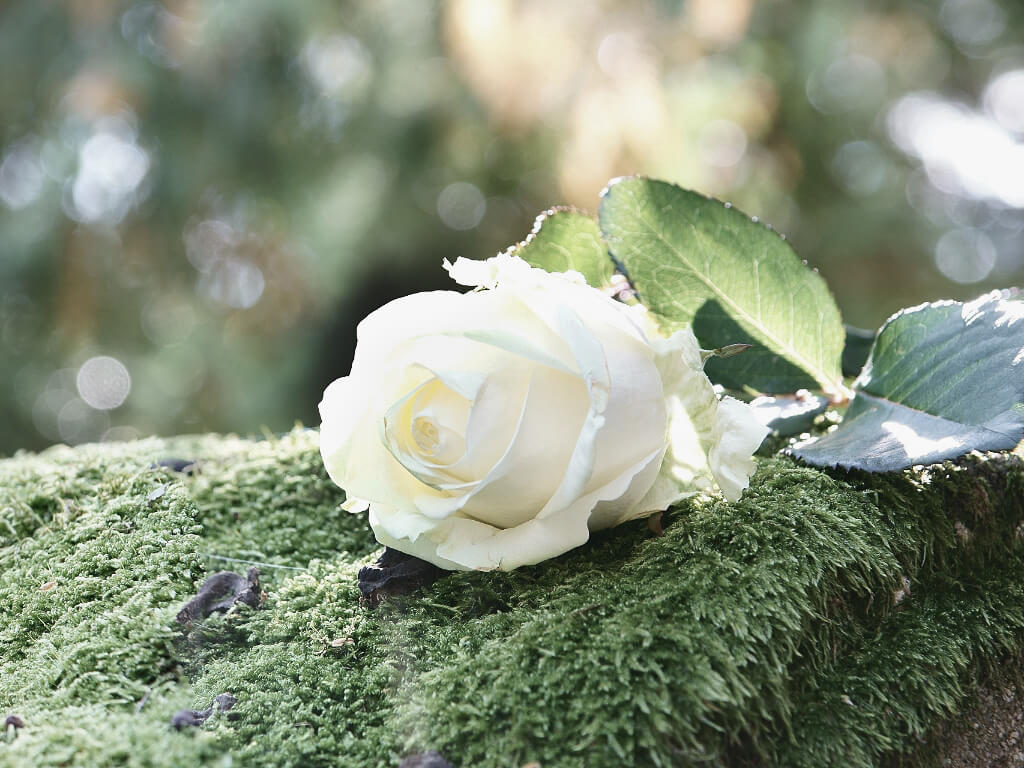 Trauerredner | Weiße Blume auf Grabstein