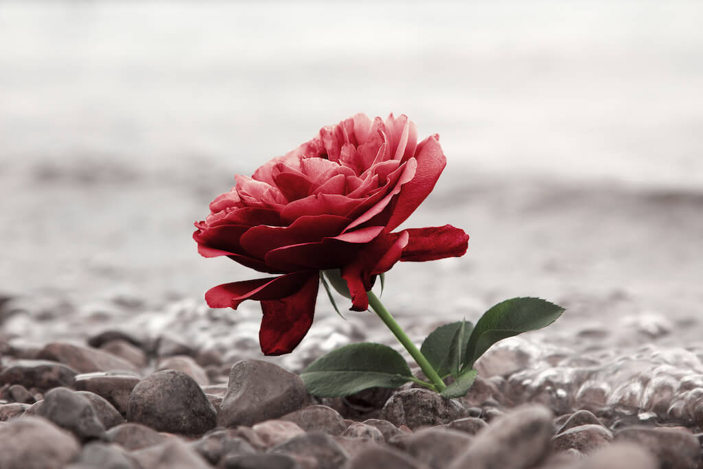 Trauerredner Burgenland | Rote Rose auf einem Boden