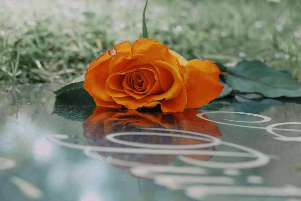 Trauerredner | Rote Rose auf einem Grab