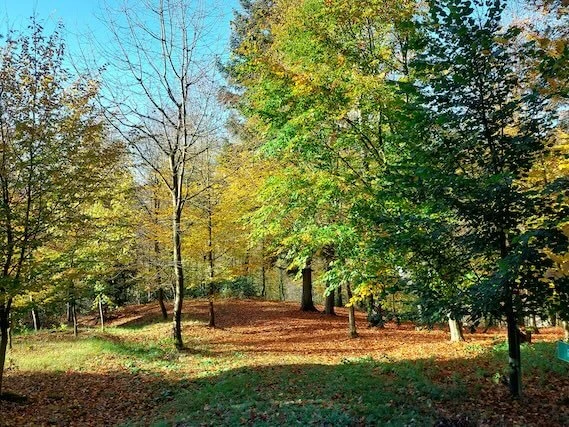 Waldfriedhof - Sophie Hennerbichler