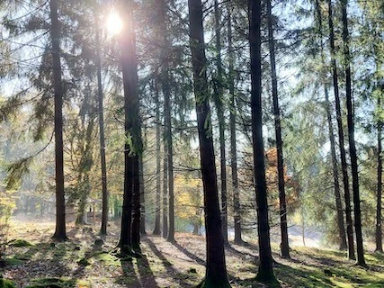 Waldfriedhof - Sophie Hennerbichler