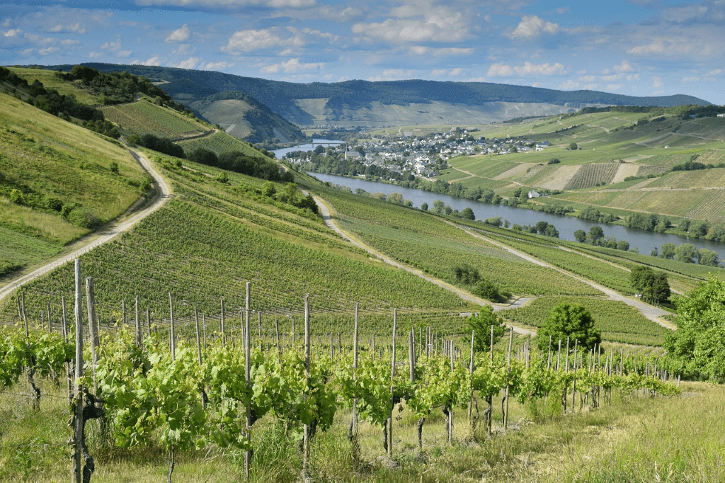 Weinberge mit Fluss im Tal