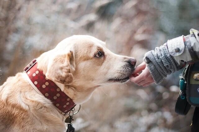 Tiertrauerfeier - Hund