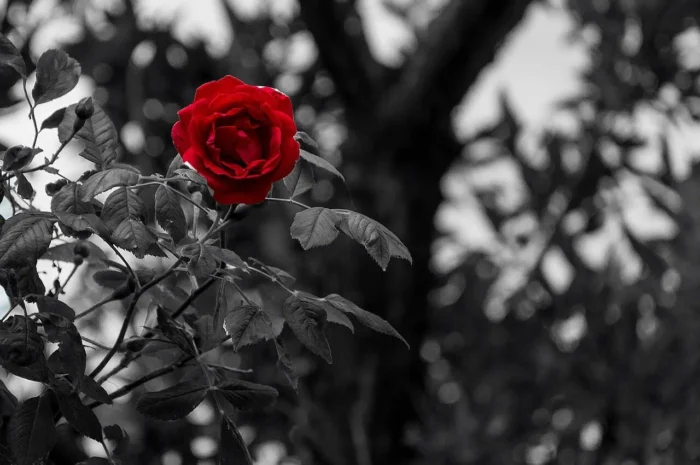Trauerredner St. Pölten | Abschiednehmen mit einer Rose