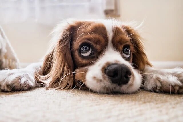 Tiertrauerfeier - Hund