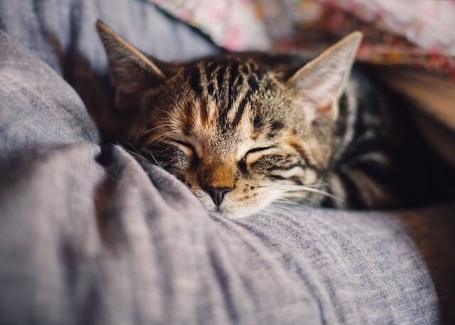 Tiertrauer - Katze