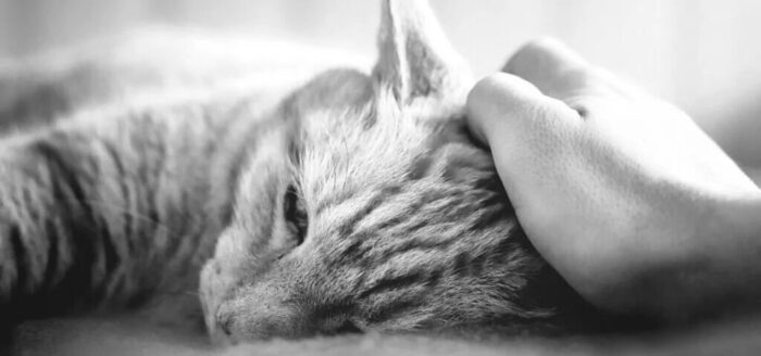 Tiertrauer - Katze