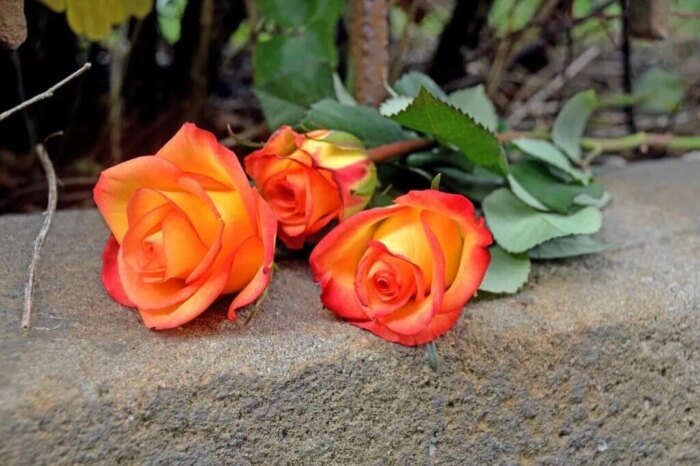 Trauerredner - Rosen