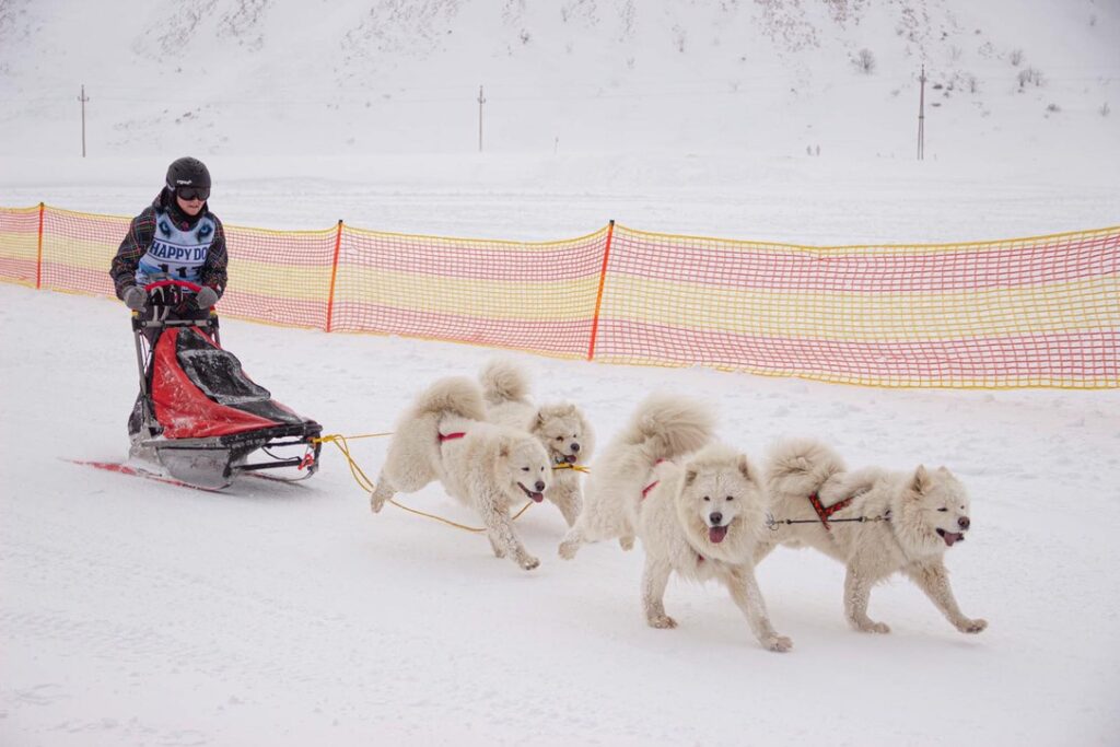 Freie Rednerin Ninja Habietinek wird auf einem Hunde-Schlitten von Samojeden durch den Schnee gezogen